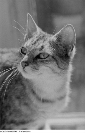 Kopf einer Katze