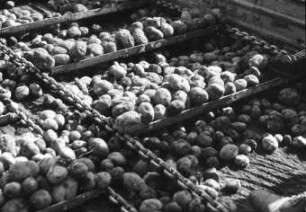 Entladen von Kartoffeln mit T087