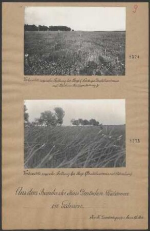 Vorbereitete rußische Stellung bei Stryi (Drahthindernis mit Astverhau)