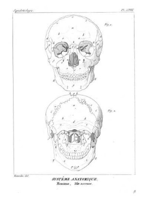 Pl. XVIII. Systême Anatomique. Homme. Tête osseuse.