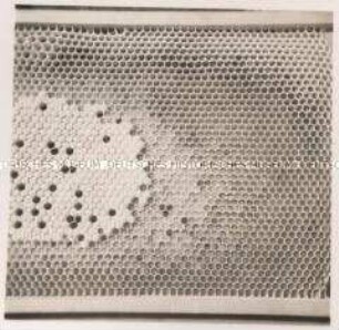 Bienenzucht, Maden verschiedenen Alters