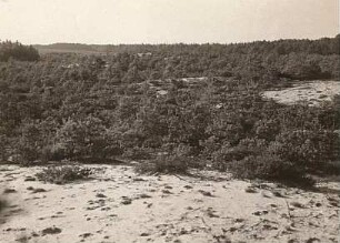 Oberlausitz. Driewitz-Milkeler Heiden. Dünengelände am Südrand