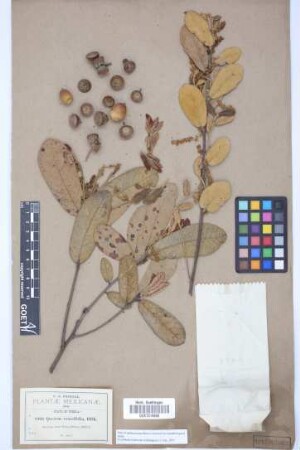 Quercus crassifolia Bonpl.
