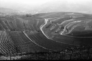 Oberrotweil: Struktur der umgelegten Weinberge
