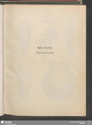 Tafel LXXVIII. Halorites