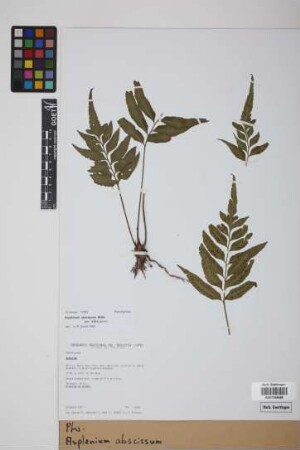Asplenium abscissum