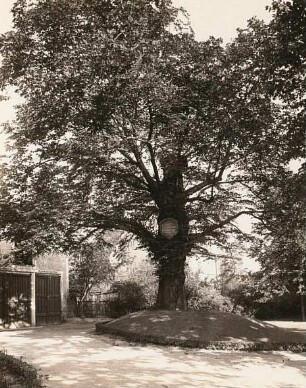Erzgebirge. Augustusburg: Lotterlinde