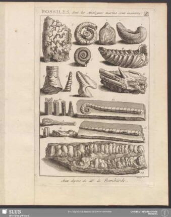 19. Fossiles, dont les Analogues marins sont inconnus