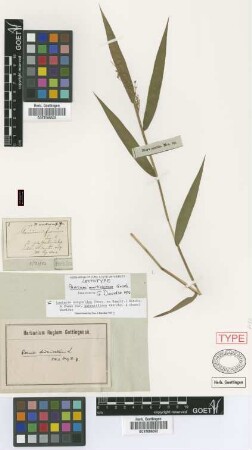 Panicum martinicense Griseb. [lectotype]
