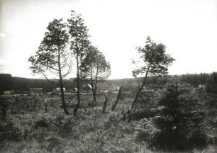 Westerzgebirge. Stengelheide. Hochmoorrand gegen Retzenhain-Wildhäuser