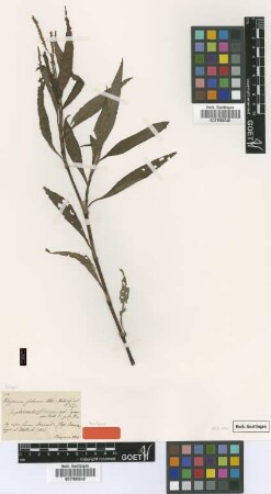 Polygonum glabrum Willd. var. Meisn. glandulosissimum[syntype]