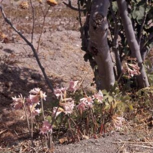 Chios Süd. Amaryllis-Lilien bei Vavýli