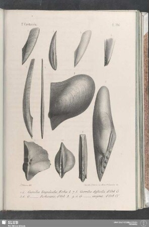 Pl. 396