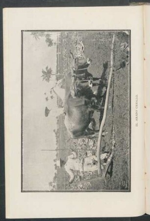 El arado criollo. [Fotografía]