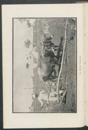 El arado criollo. [Fotografía]