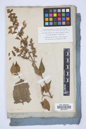 Salvia glutinosa L.