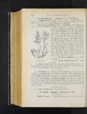 24. Gattung. Keulengras. Corynephorus. (Aira.)