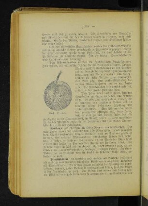 Große Mirabelle.