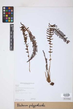 Blechnum polypodioides Raddi