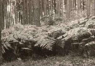 Rochlitzer Berg/Sachsen. Kiefern- und Buchenbestand mit Adlerfarn
