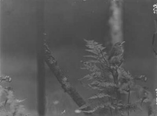 Gartengrasmücke : Gartengrasmücke (Sylvia borin), Jungvogel.
