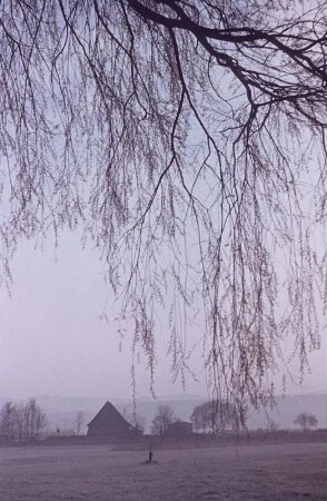 Bodensee. Landschaft mit Trauweide