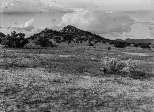 Vegetation : Blick über eine Vegetationsfläche mit Anhöhe