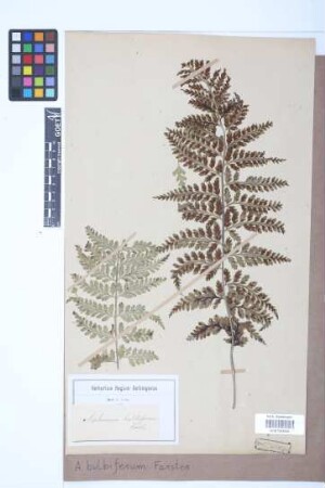 Asplenium bulbiferum G.Forst.