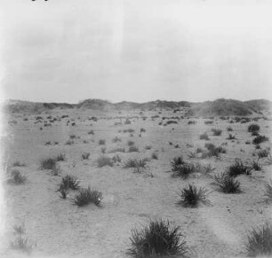 Kameldorn vom Sand eingeweht : Wüste mit Kameldorn, der vom Sand eingeweht wurde