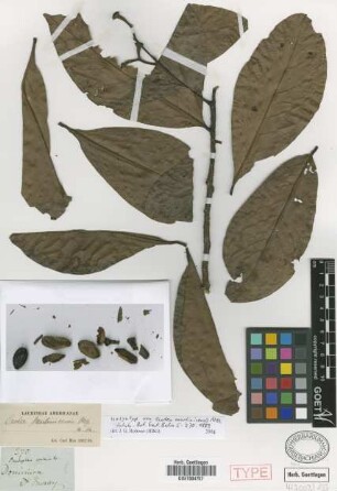 Ocotea martinicensis Mez [type]