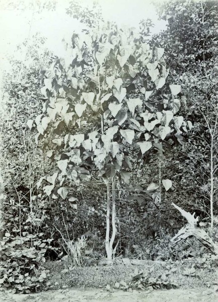 "agalave tree"