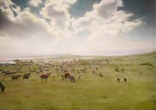 Insel Hiddensee. Blick auf Hügellandschaft mit weidenden Schafen