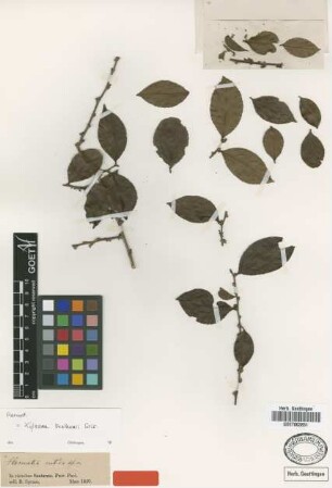 Flacourtia nitida Benth. [type]