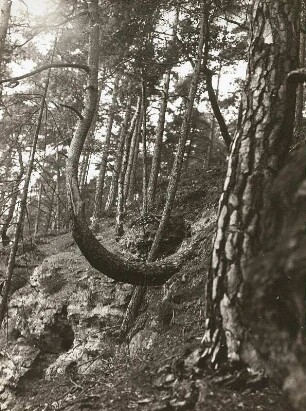 Sächsische Schweiz, Schutzgebiet. Waldkiefer (Pinus Sylvestris) mit u-förmig aufgebogenem Stamm