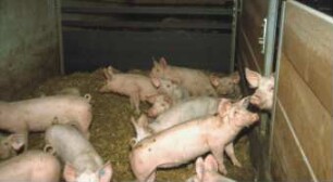 Fotografie: Haltungssystem, Mastschwein, Gruppenhaltung, Einstreu