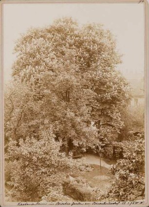 Kastanienbaum in Brockes-Garten am Besenbinderhof