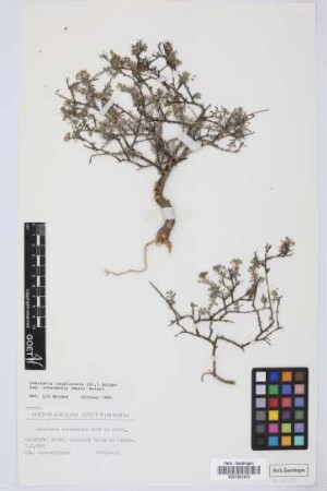 Lobularia intermedia Webb & Berthel.