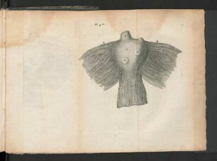 [Planche IV.]