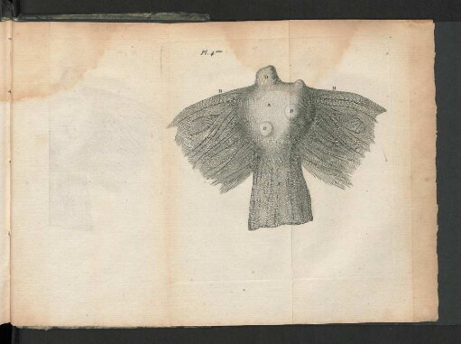 [Planche IV.]