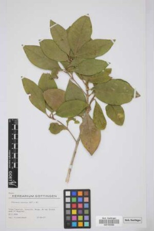 Picconia excelsa (Ait.) DC.