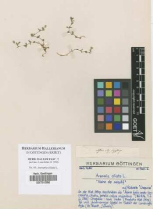 Arenaria ciliata L.