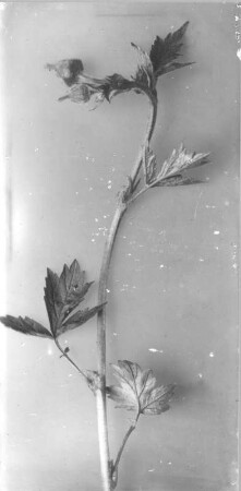 Nelkenwurz (Geum)