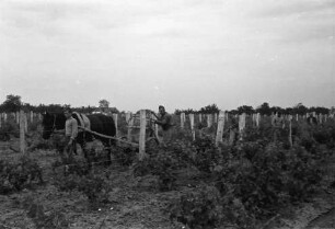 Tiraspol [Moldawien]: Spritzen der Weinplantagen