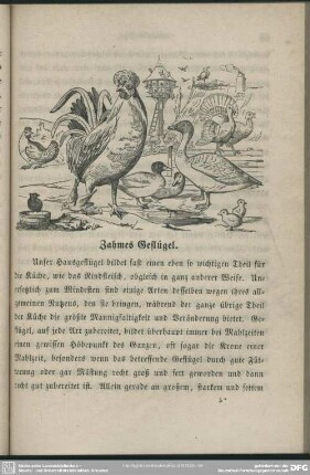 Zahmes Geflügel