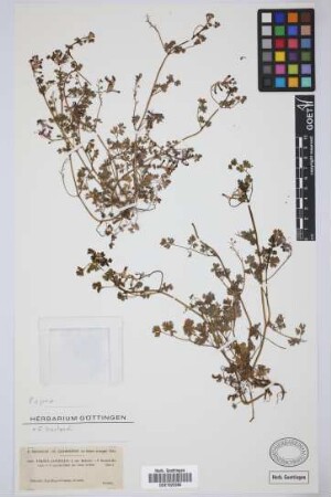Fumaria capreolata L. var. bastardi