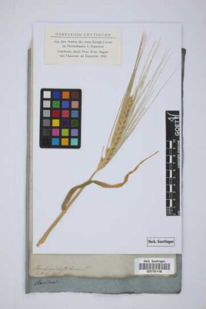 Hordeum distichon L.