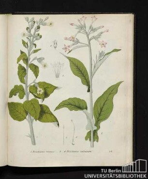 1. Nicotiana rustica. / 2. - 6. Nicotiana tabacum.