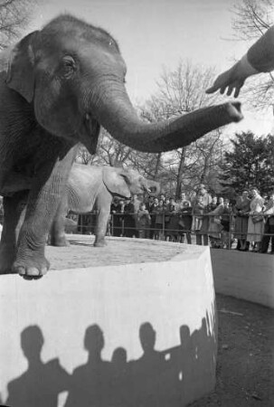 Elefanten im Karlsruher Zoo.