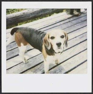 Hund bei den Genusstagen Galtür
