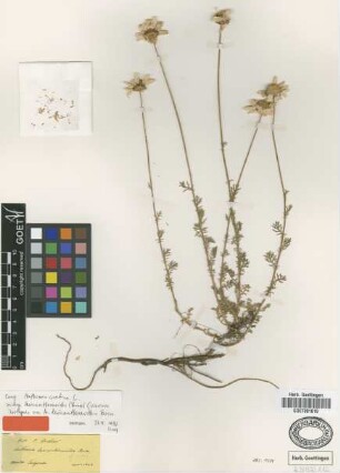 Anthemis leucanthemoides Boiss. [isotype]